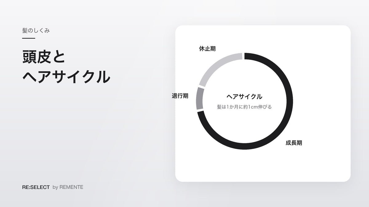 头皮基础知识｜皮脂・更新周期・毛发周期